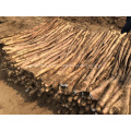 New Crop Fresh Chinese Yam BRC/FDA